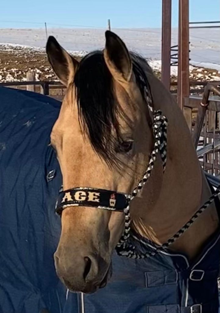 Stallion Showcase 2026 | Bringing the Heat: Fiery French Whiskey