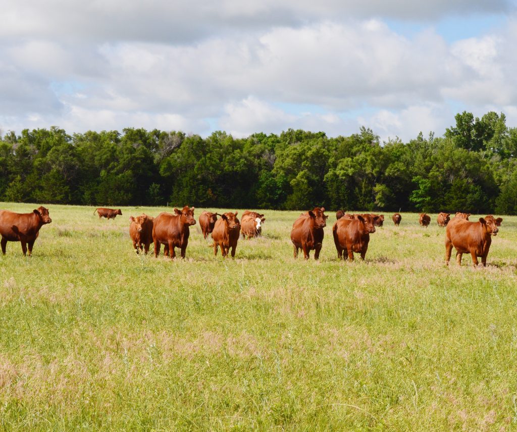 Integrating cattle and forages into wheat production systems scheduled in January