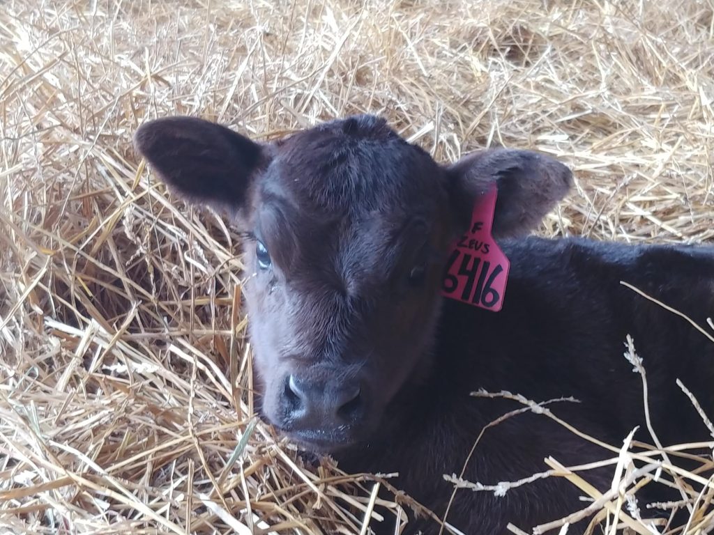 NDSU Extension’s 2026 Calving School set for Jan. 23