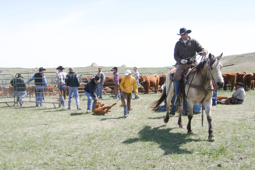 2026 Winter Cattle Journal | Leland Red Angus