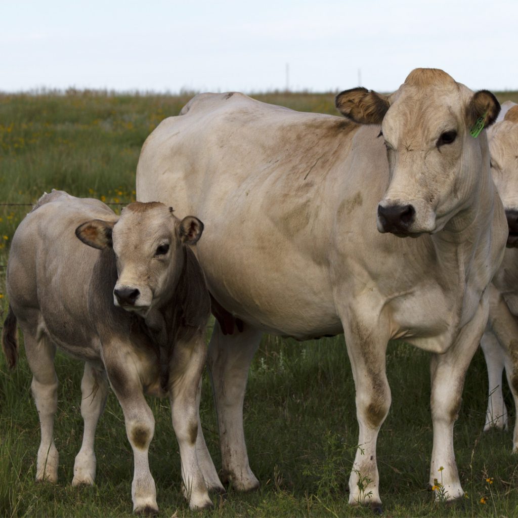 2026 Winter Cattle Journal | Piedmontese: Italian heritage breed making a mark in the American beef industry 