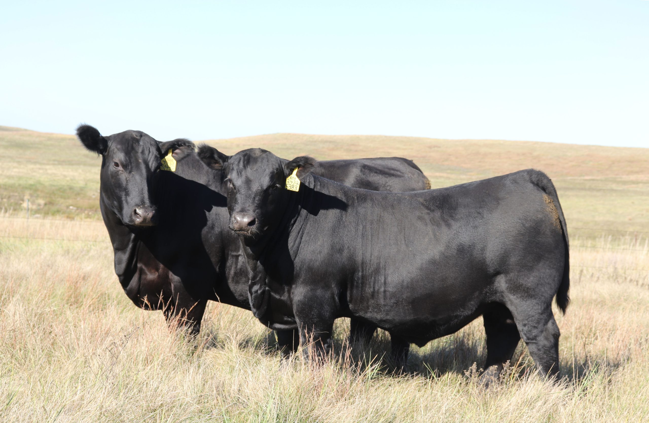 2026 Winter Cattle Journal | Schaff Angus Valley | TSLN.com