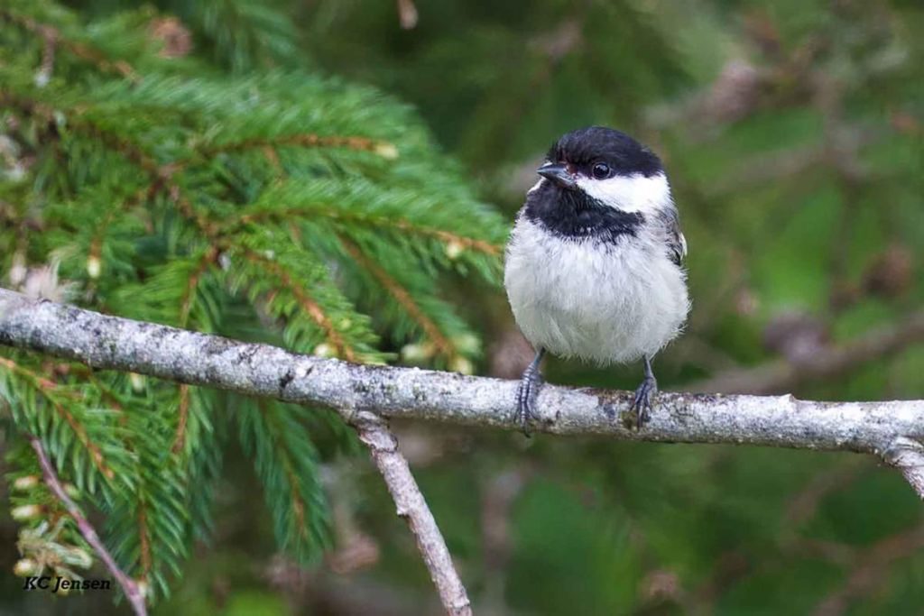 SDSU Extension publishes research on native plants for bird habitat ...