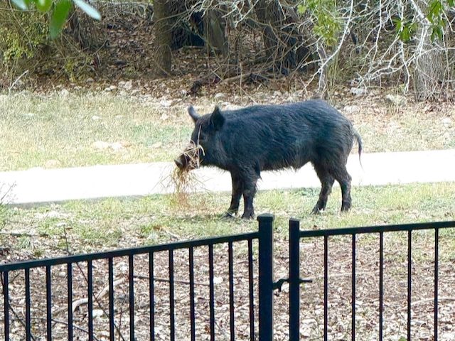 Texas A&M Natural Resources Institute aims to empower landowners, municipal leaders with feral hog management