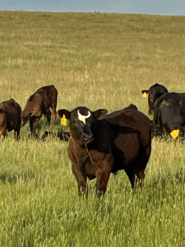 ‘Everyone pitches in’ – Petersen ranch family of Pukwana | TSLN.com