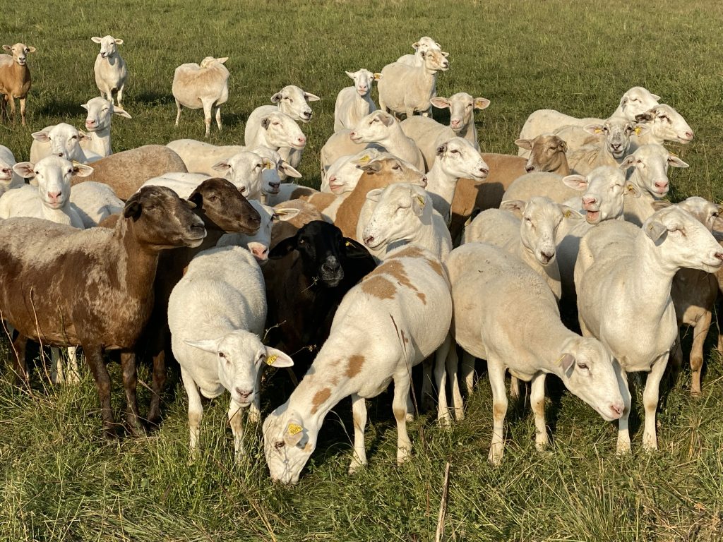 NDSU Extension sets sheep producers workshop for Feb. 28