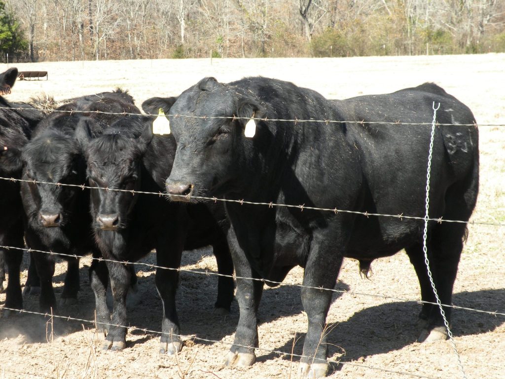 Bull management from the sale to the pasture