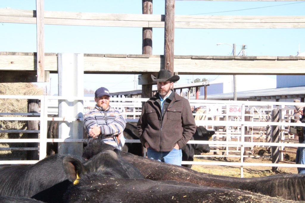 Cedar Top Ranch 48th Annual “Maternal Empire” Bull Sale | TSLN.com
