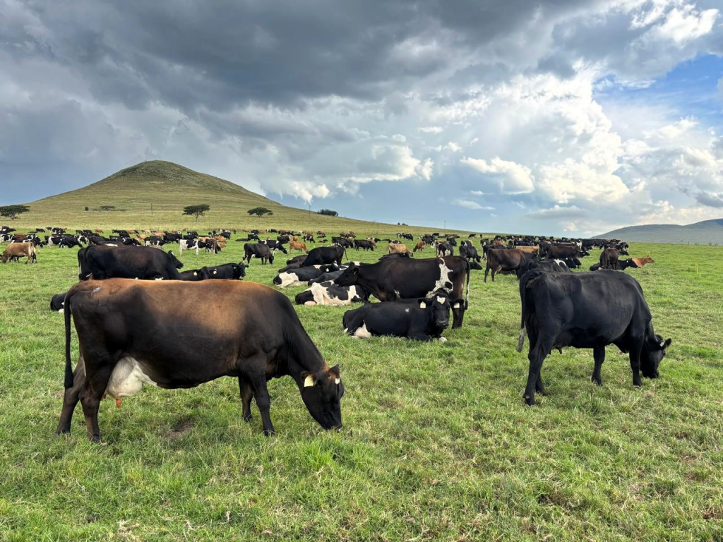 No compensation for South African dairy farmer on high alert for FMD return