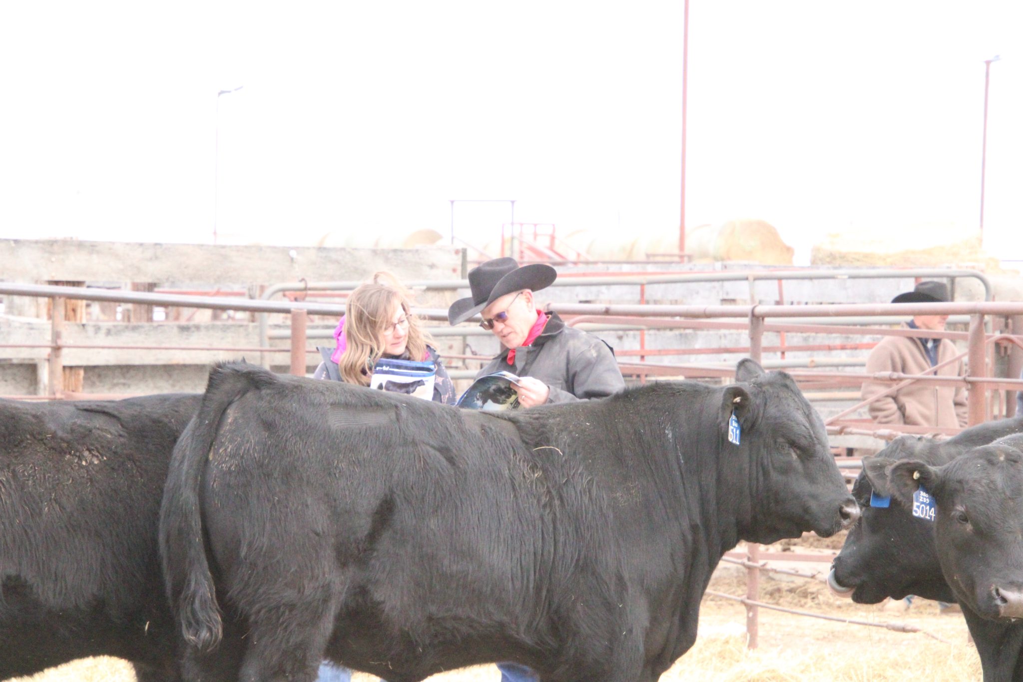 Deep Creek Angus 27th Annual Bull Sale | TSLN.com