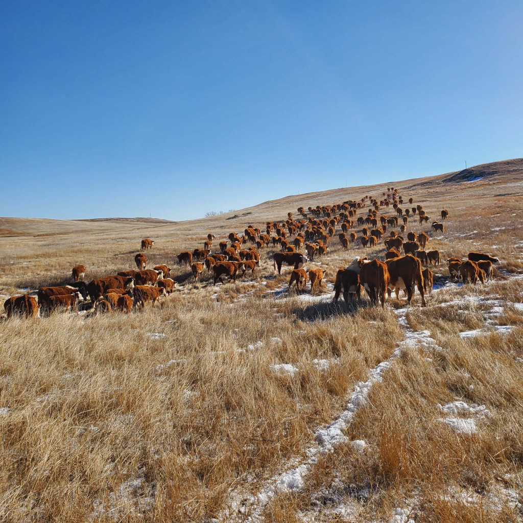 Tariffs – where are we going? After SCOTUS halts tariffs, the President implements another round