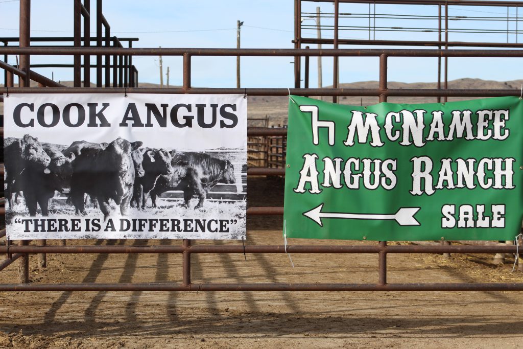 McNamee Angus Ranch and Cook Angus | TSLN.com