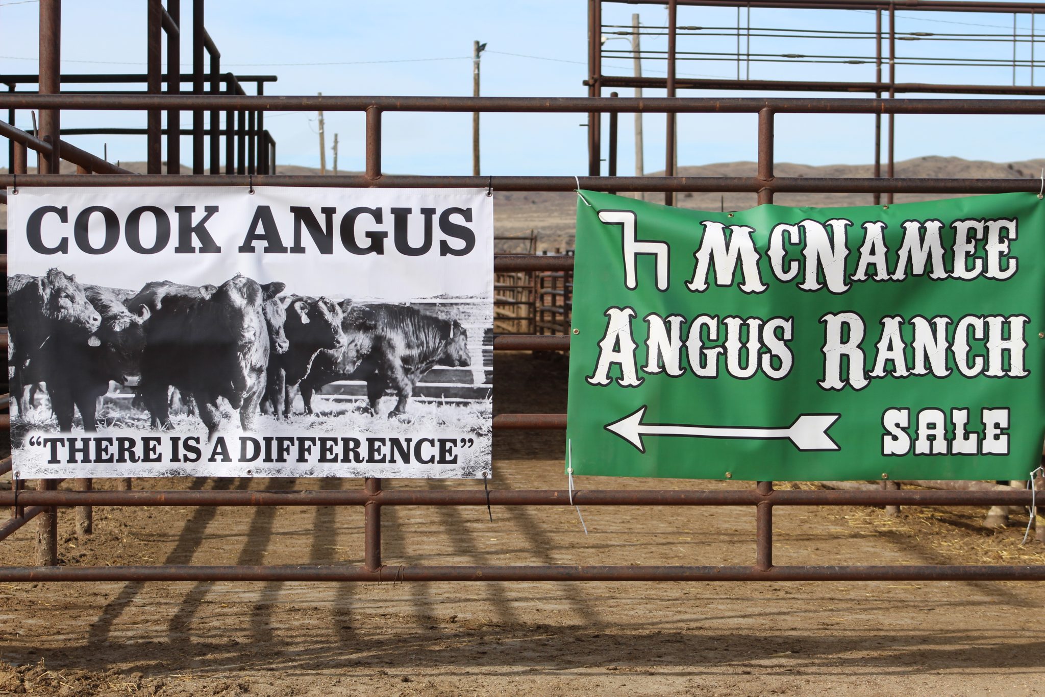 McNamee Angus Ranch and Cook Angus | TSLN.com