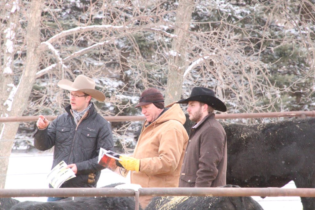 Carlson Angus Ranch 44th Annual Production Sale | TSLN.com