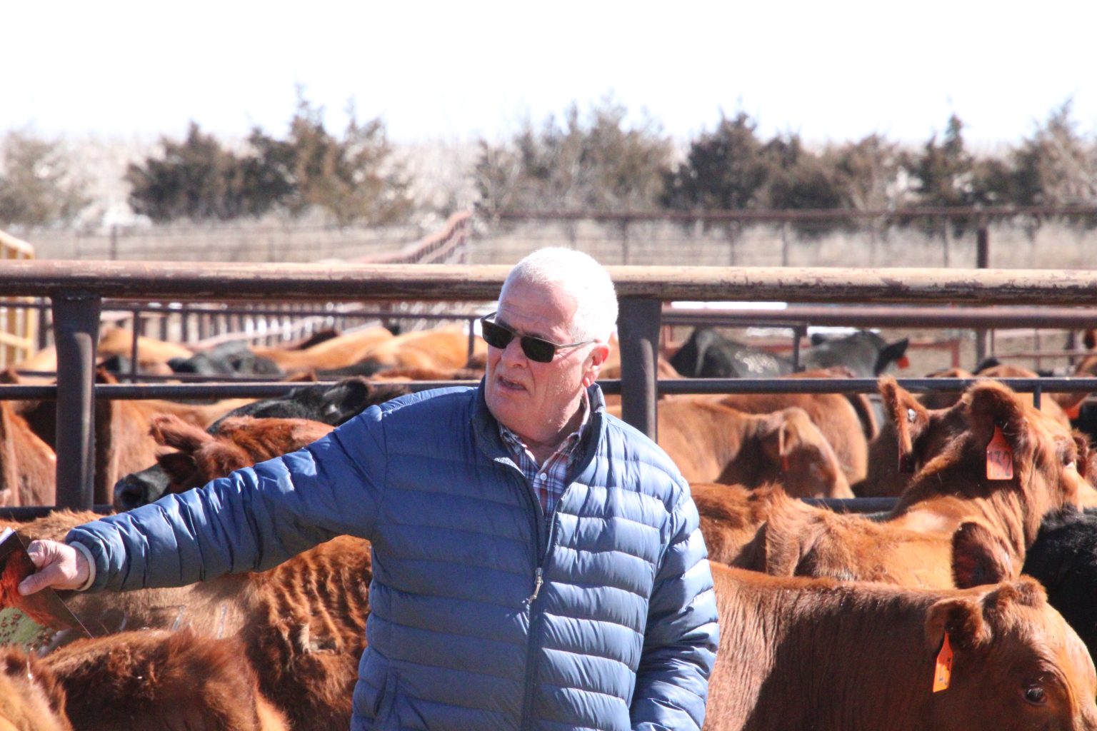 HanSine Ranch Bull & Female Sale | TSLN.com