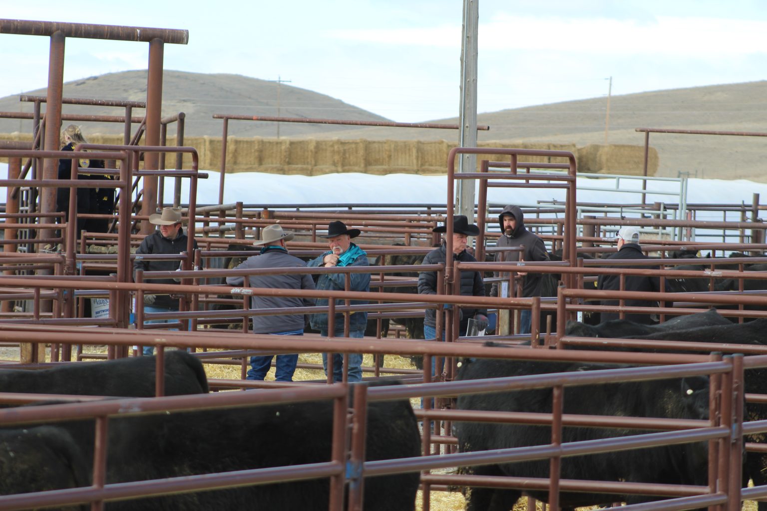 Botts Angus Ranch Sitz Angus | TSLN.com
