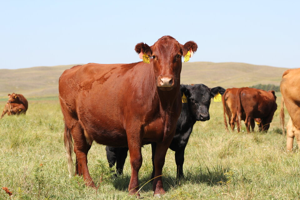Using Bulls and Herd Synchronization-Benefits to the Beef Herd