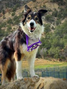 Over the Sea: Jamie Spring and Monster qualify for sheep dog World Trials in Scotland