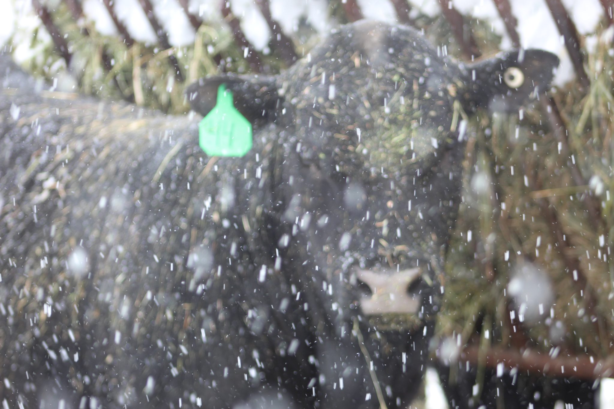 Green Mountain Angus Ranch & Rooney Angus Ranch | TSLN.com
