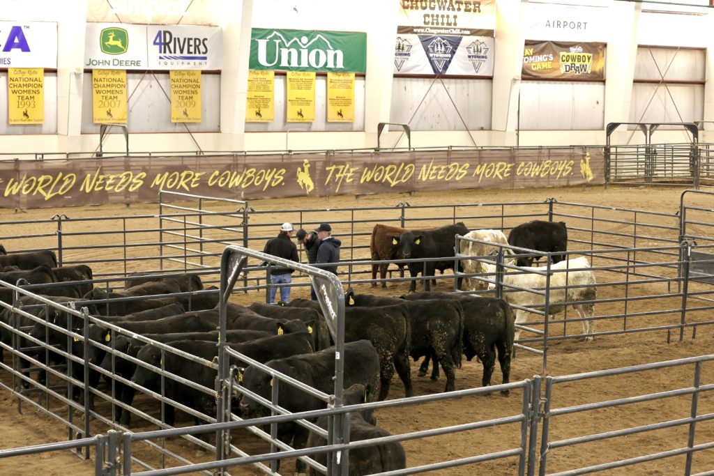 UW’s fourth annual high altitude bull test culminates in field day and sale March 28
