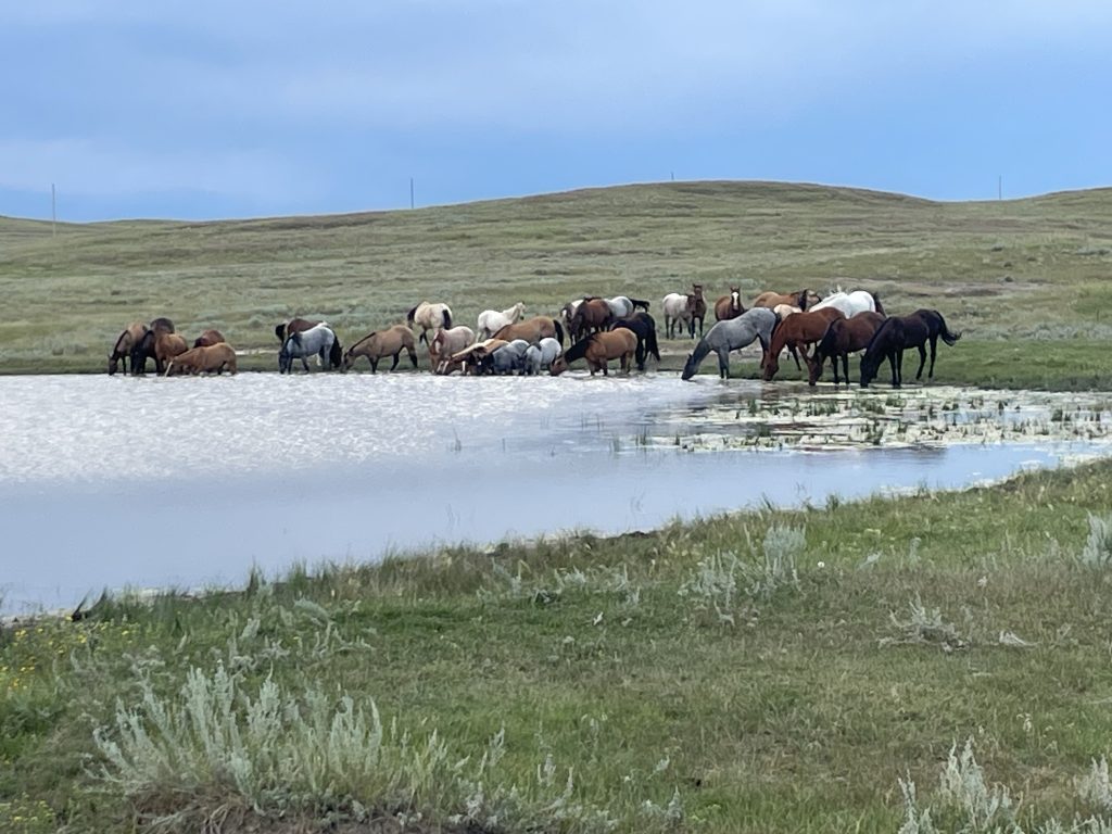 All about a ranch horse: Capp Ranch receives SDQHA Ranching Legacy ...