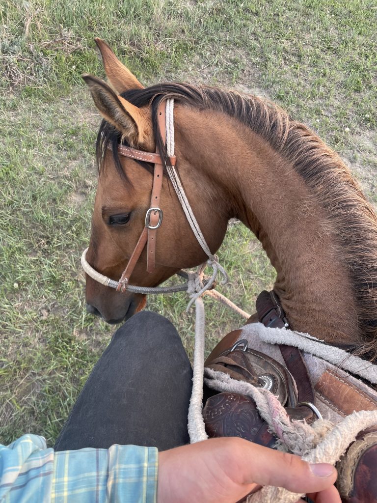 All about a ranch horse: Capp Ranch receives SDQHA Ranching Legacy ...