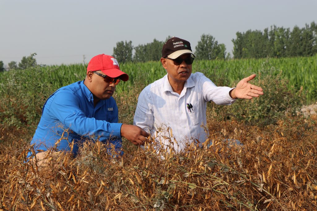 Drought-resilient crop options for Nebraska corn-soybean growers