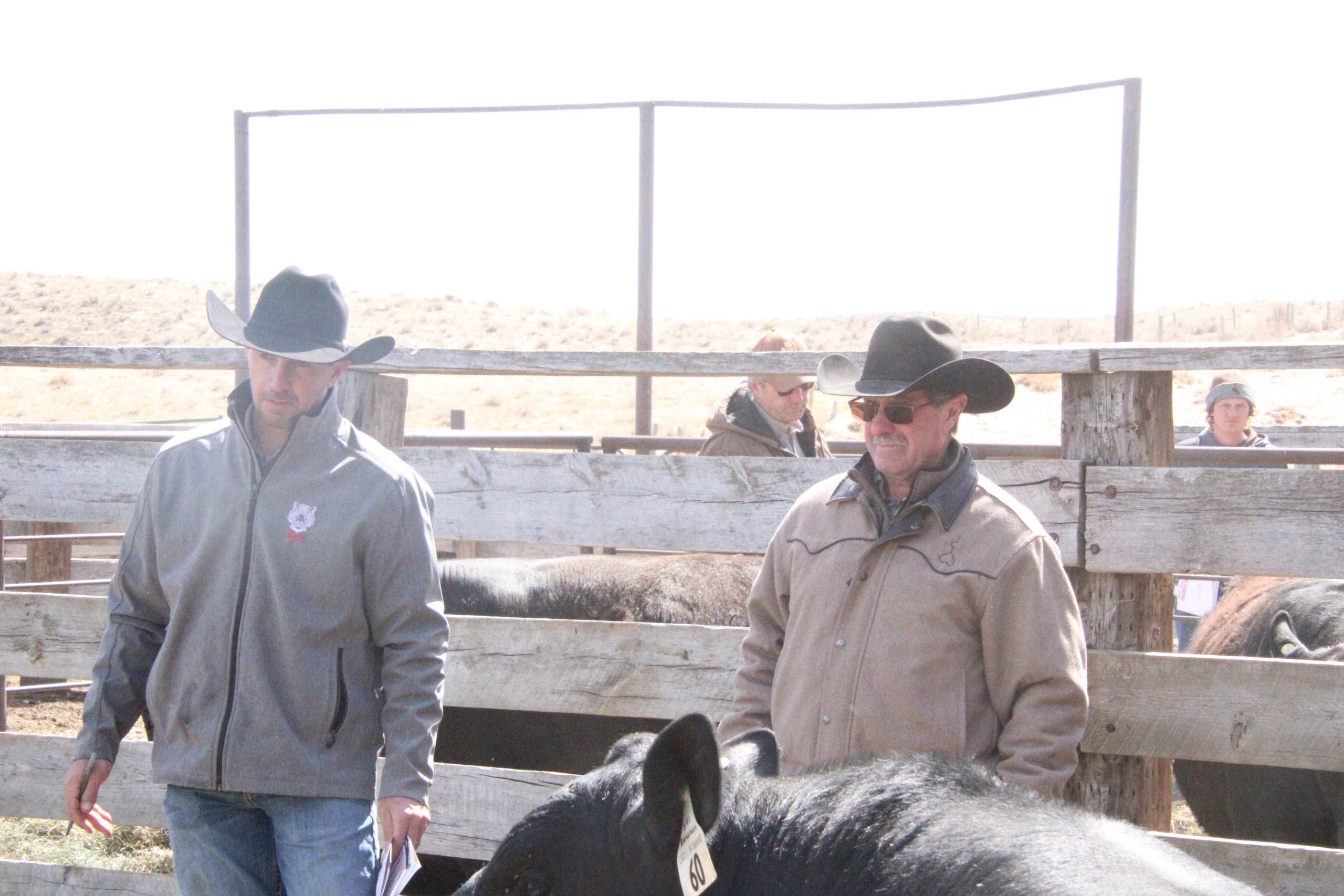 Lisco Angus & M Diamond Angus Bull Sale | TSLN.com
