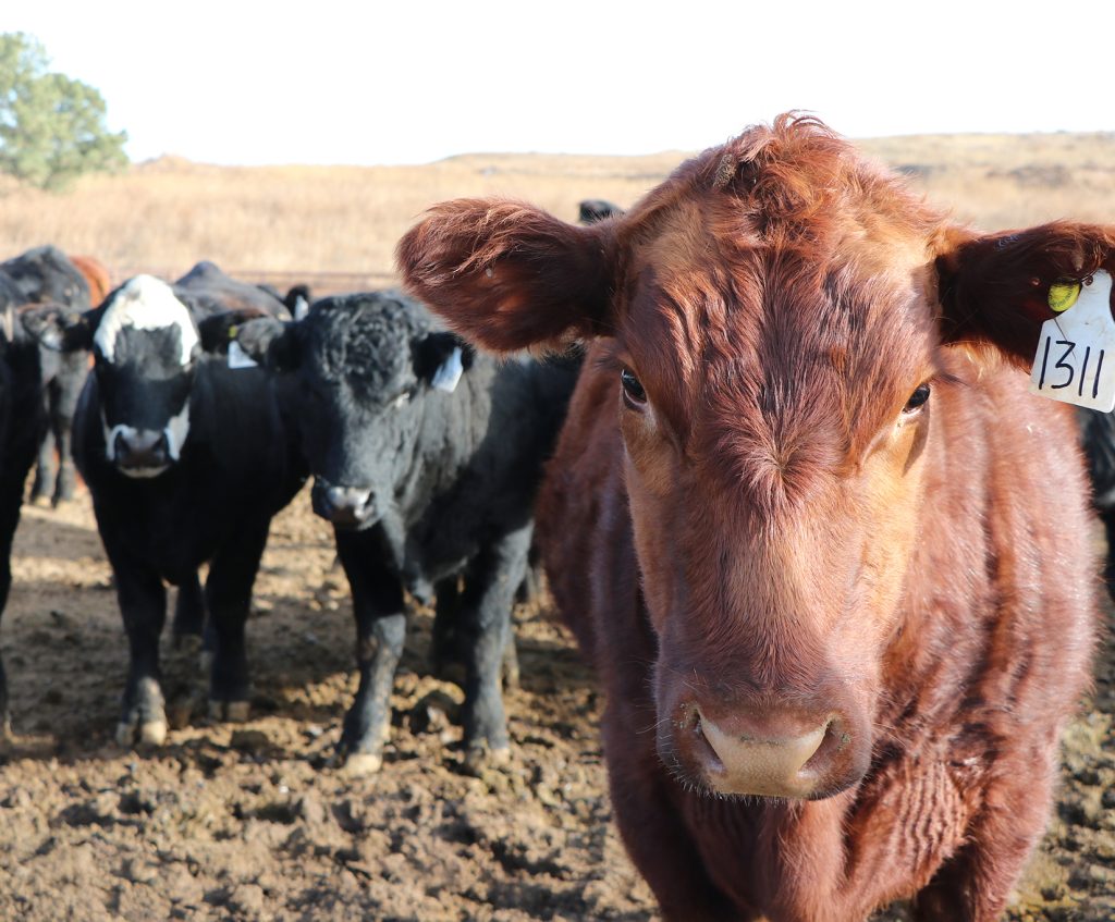 Webinar scheduled to discuss Nebraska cattle health