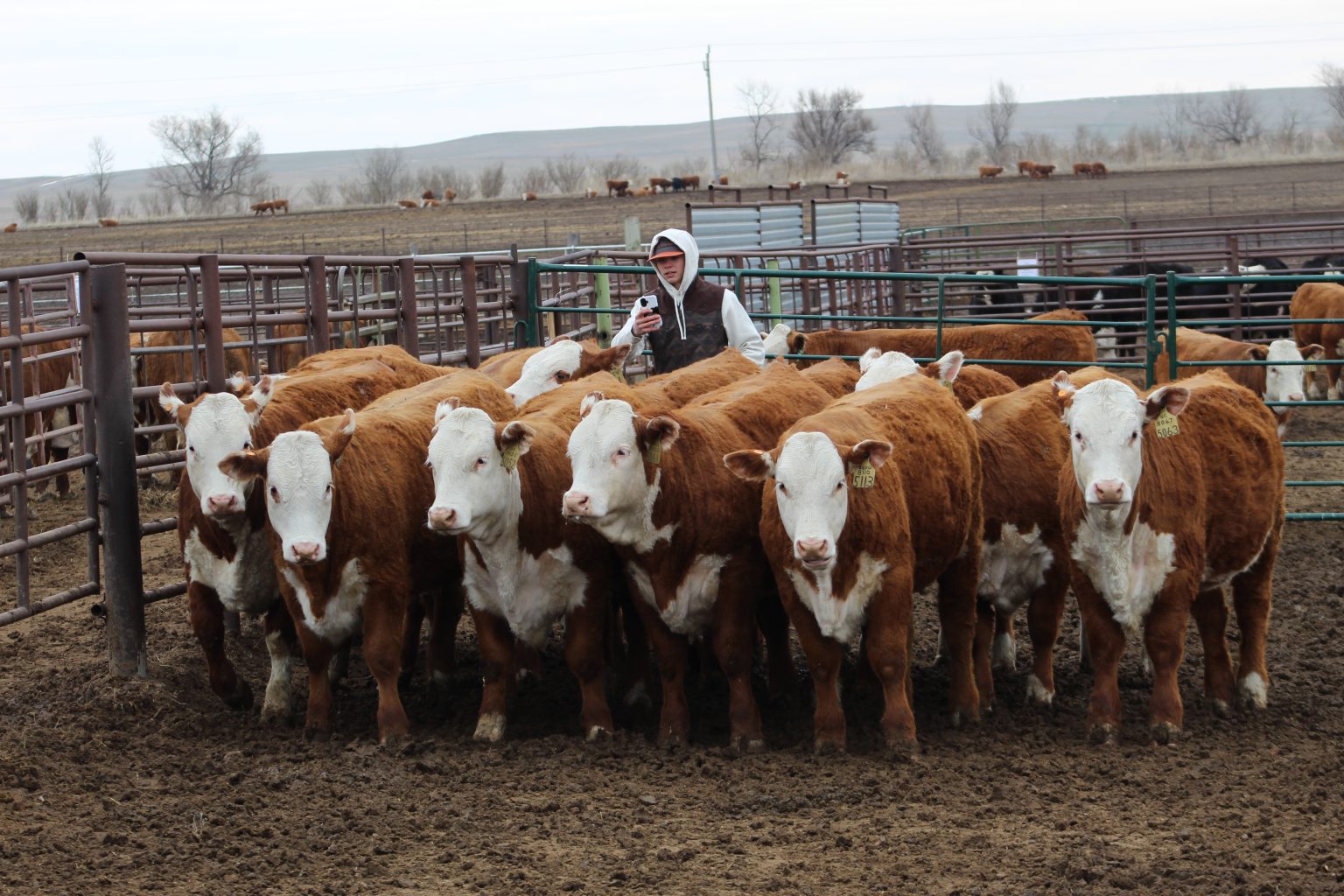 Stuber Ranch Stuber Ranch Annual Production Sale | TSLN.com