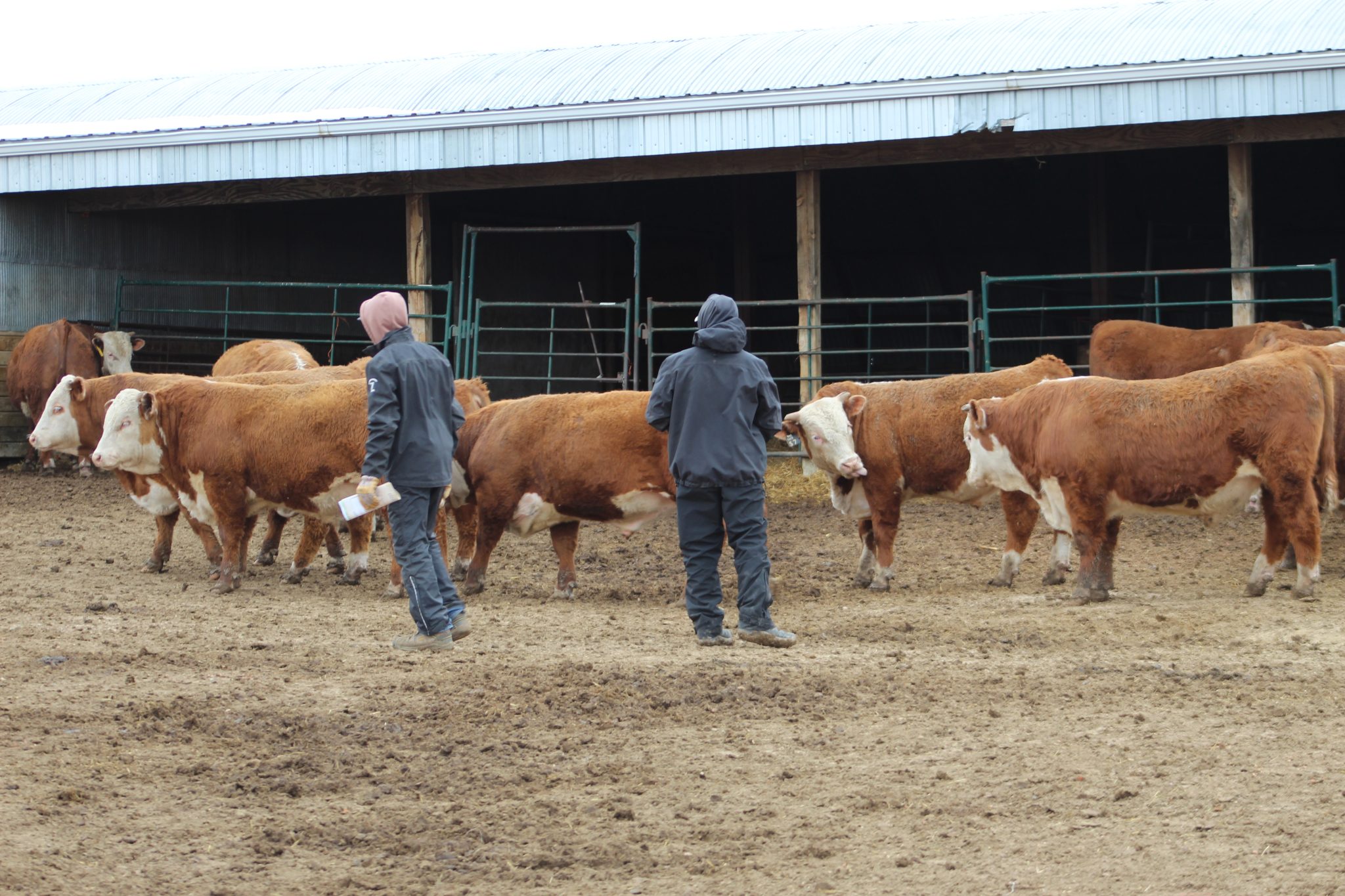Stuber Ranch Stuber Ranch Annual Production Sale | TSLN.com