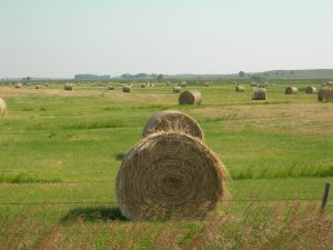 Forage 2026 | Quality over quantity: Finding the forage balance across the Northern Plains 