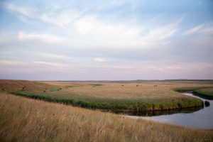 Forage 2026 | An Art for Life: Range management