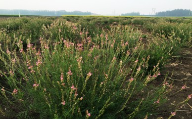 Forage 2026 | Foraging a new path with less-common legumes