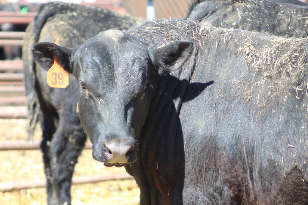 Triple T Land & Livestock Annual Production Sale