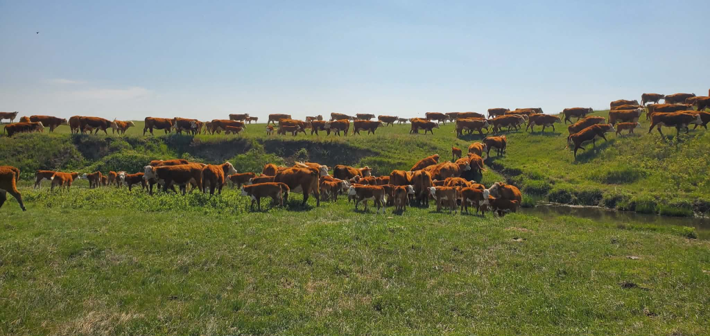 South Dakota beef cow numbers dropping, dairy cows increasing