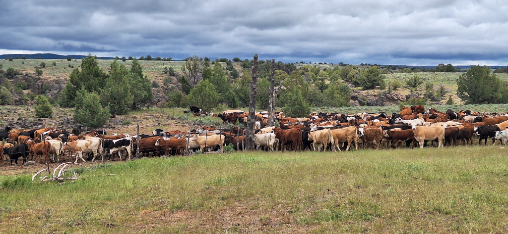 Graze it: U.S. Agriculture and Interior Departments commit to improved federal lands grazing strategies
