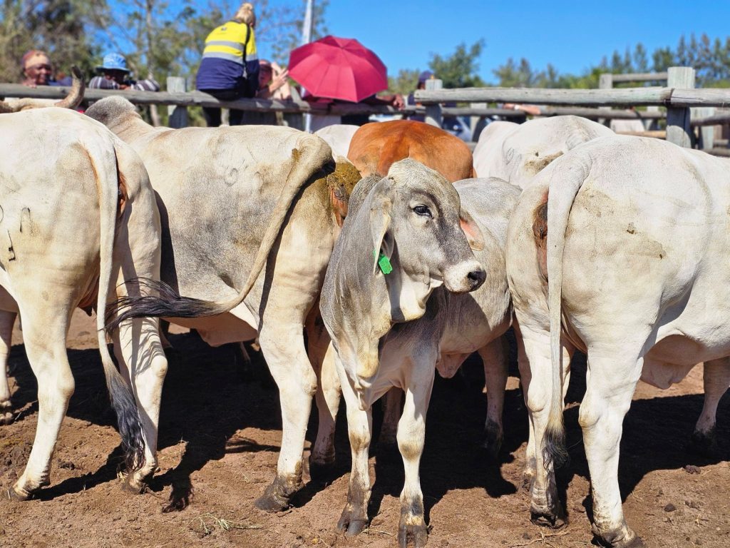 South Africa’s FMD crisis escalates as cows become reinfected after vaccination