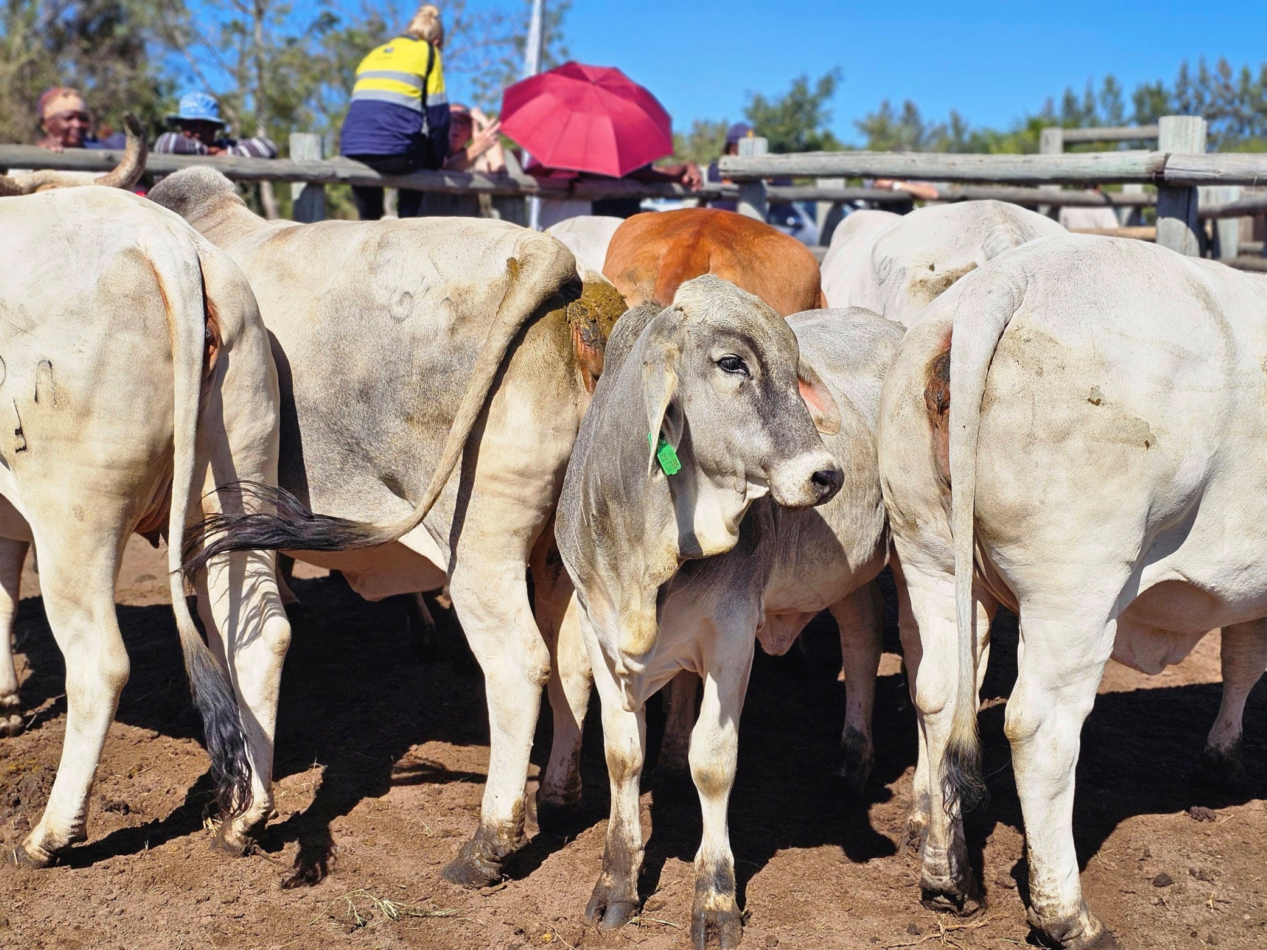 South Africa’s FMD crisis escalates as cows become reinfected after ...