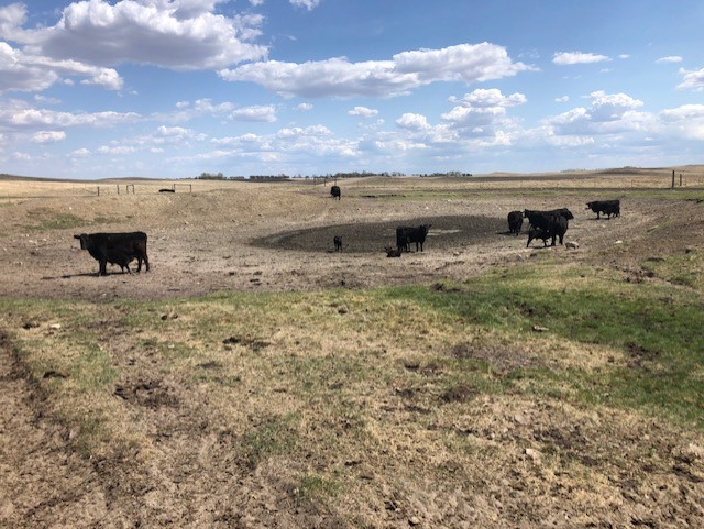 North Dakota ranchers face potential forage shortage