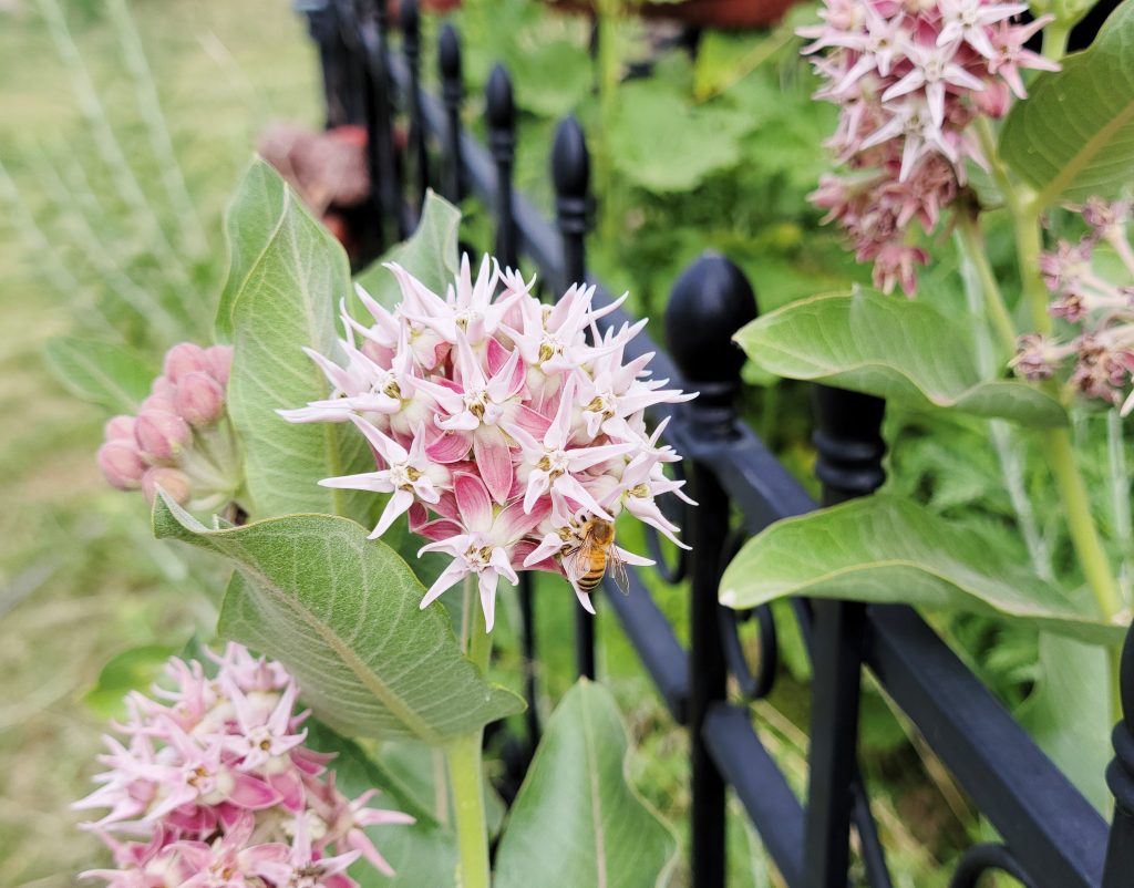 Master Gardeners: Nebraska Native Wildflowers for your garden