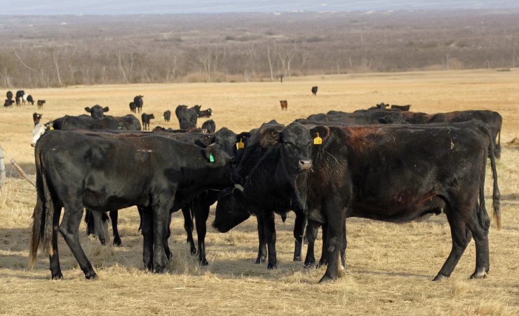 Nebraska Extension hosts mineral supplementation program