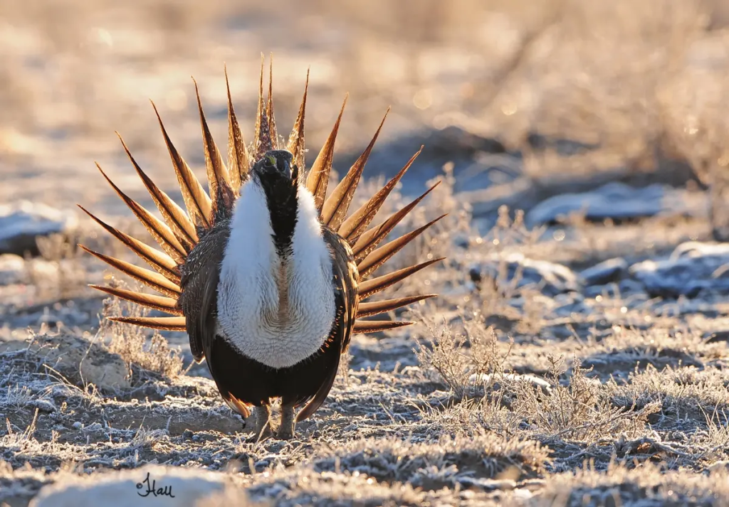 No ‘harm’ to fowl: Federal government walks back Endangered Species Act ‘harm’ definition