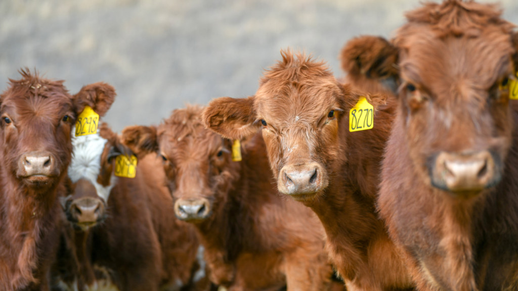 Limit-feeding stockers a high energy diet