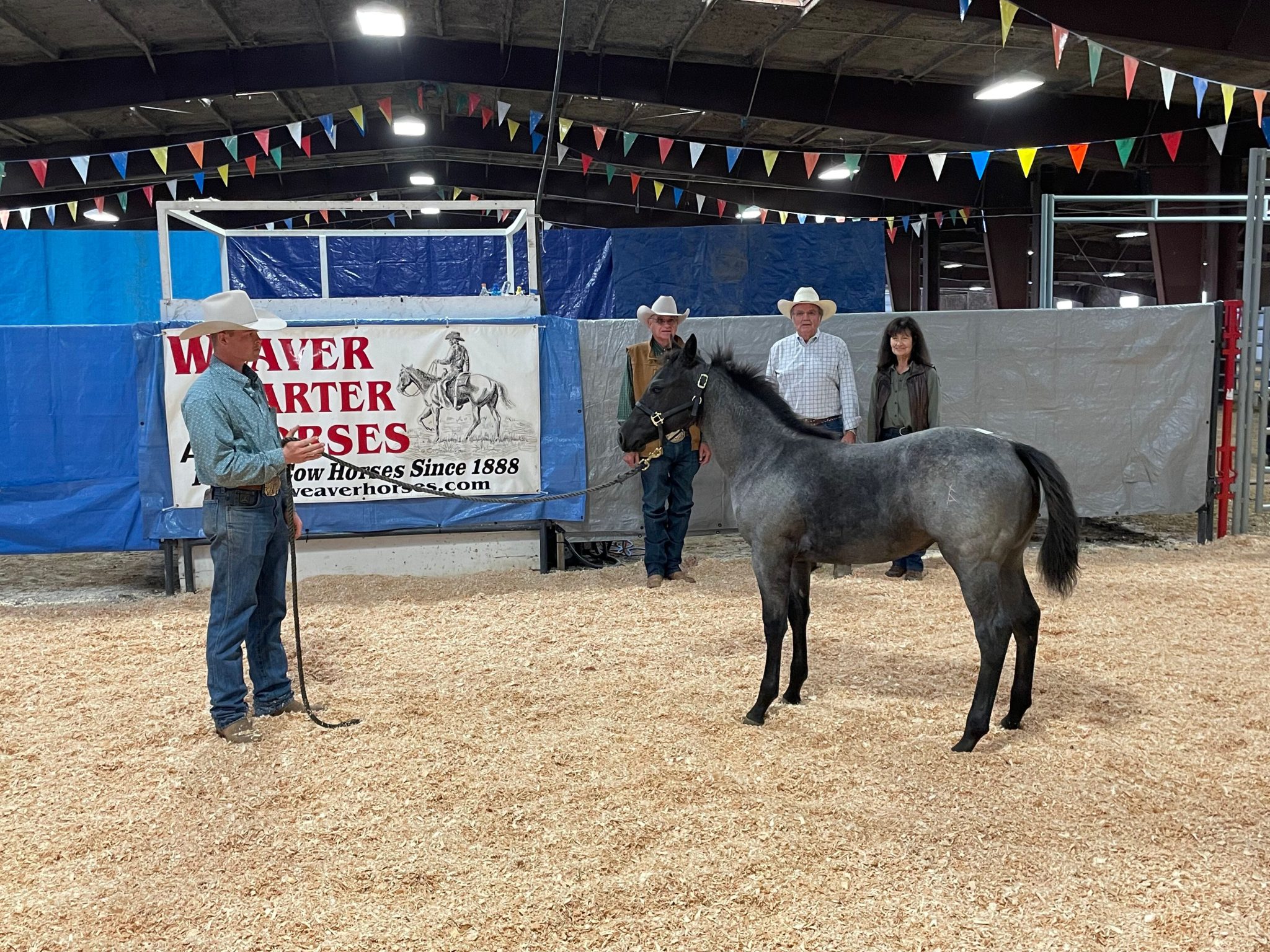 Weaver Quarter Horses | TSLN.com