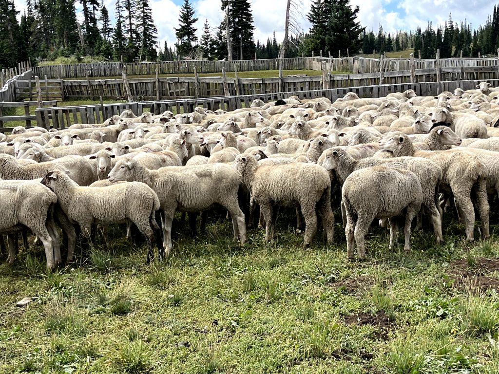 Not sheepish, US industry: 78 percent of lamb is imported, American sheep numbers at record lows