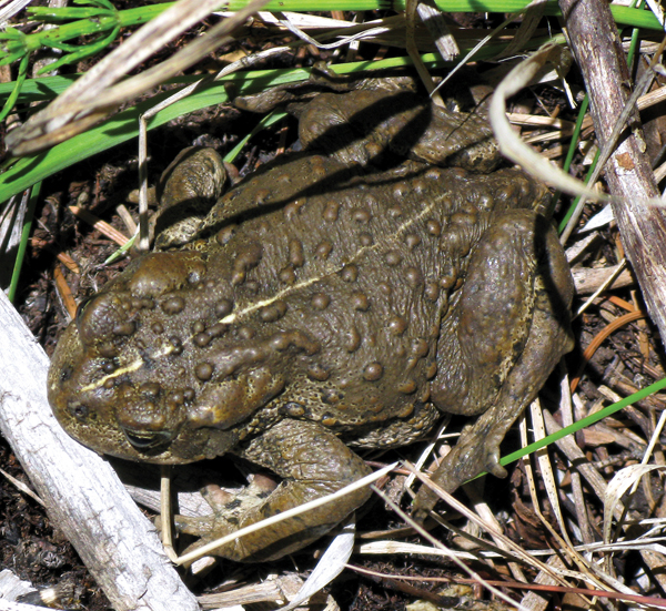 Wild Colorado Save the frogs!