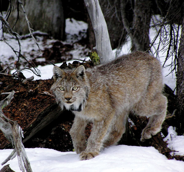 Lynx Colorada Wild Colorado: The mysterious lynx | SummitDaily.com