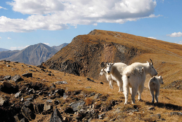 Wild Colorado: Mountain goats may be hunted in Summit County ...