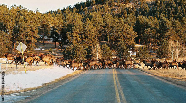 Do Elk Migrate in Herds? Surprising Facts You Need to Know
